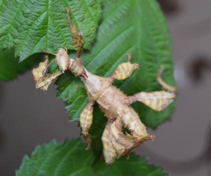 Australische Gespenstheuschrecken / Gespenstschrecke abzugeben