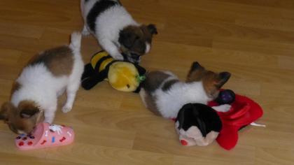 Wunderschöne Chihuahua-Welpen