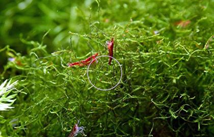 Red Fire Garnele, Zwerggarnele, reinerbig, 9€/ 10 Stck. (Versand/ Abholung)