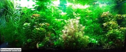 Red Fire Garnele, Zwerggarnele, reinerbig, 9€/ 10 Stck. (Versand/ Abholung)