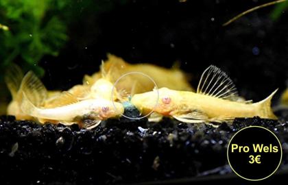 Ancistrus, Welse, reinerbig, ab 2€ (Versand/ Abholung)