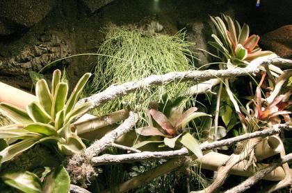 Terrarium für Taggeckos z.B. Phelsuma grandis (unser Typ R03)