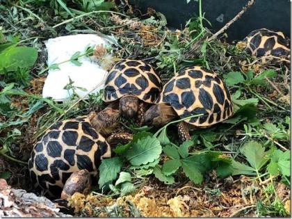 Sternschildkröten NZ 2021 ( Geochelone elegans )