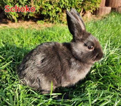 Hasenbabys 1, 5 Monate - Tierhilfe-Franken D.V.