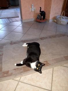 Kater Mogli seit 02.04.19. Vermisst.