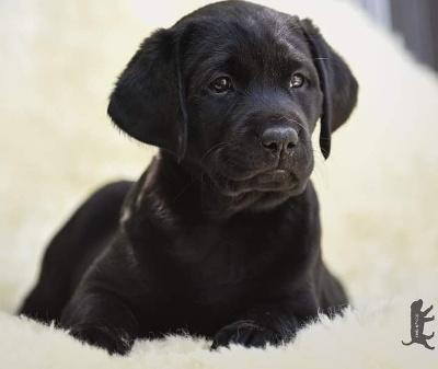 Schwarze Labrador Welpen vom Sauboden FCI für Familie und Jagd