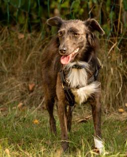 SPITZILEIN - Mischling - 2, 5 Jahre - Tierhilfe-Franken e.V.