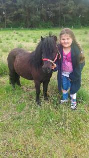 Aus Hobby Zucht mehrere Geritten und gefahrene Shetty's und Pony's zu Verkaufen