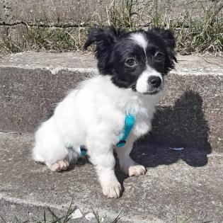 Hera -Pflegestelle gefunden