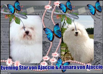 Bologneserbabys von Liebertwolkwitz