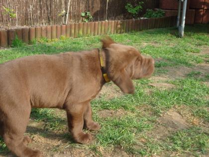 Wurfankündigung Labrador Welpen 15.02.2021