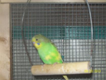 Verkaufe junge  Wellensittiche verschiedene Farben