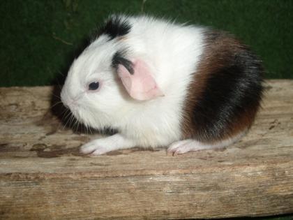 Meerschweinchen Babys und Kastrate abzugeben