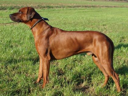 Rhodesian Ridgeback Welpen - Wurf-Planung im Kennel von Lugathoba 06/ 2021