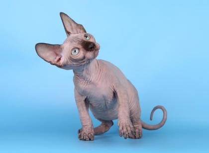 Kanadische Sphynx Kätzchen (mit Stammbaum)