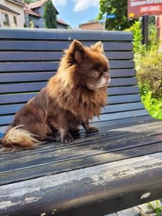 Chihuahua Deckrüde dark schoko