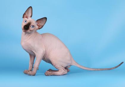Kanadische Sphynx Kätzchen (mit Stammbaum)
