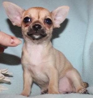 Chihuahua- und Minichihuahuawelpen aus seriöser Zucht