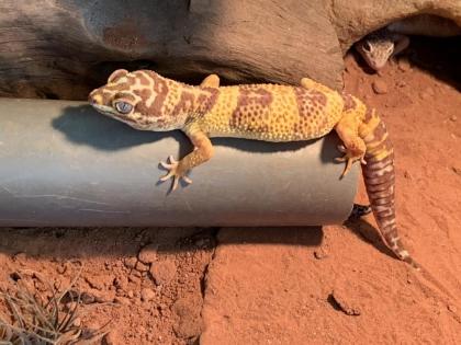 0.1 Tangerine Tremper Lemonfrost Leopardgecko Weibchen Nz 20