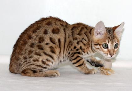 Bengal katzchen  mit papiere