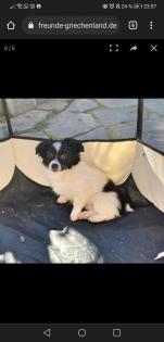 Hera -Pflegestelle gefunden