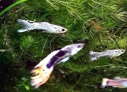 Guppy Mixe, AKTION!, 7, 50€/ 6 Stck., Versand