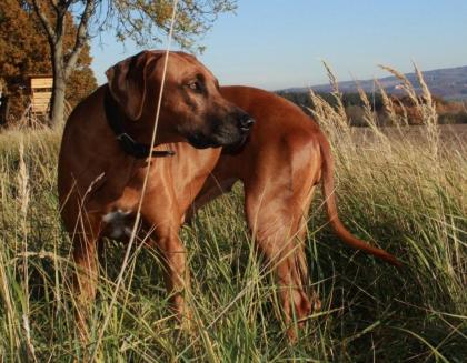 Rhodesian Ridgeback Welpen - Wurf-Planung im Kennel von Lugathoba 06/ 2021
