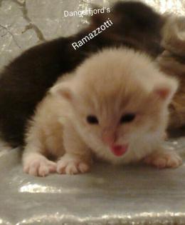 Norwegische Waldkatzen Babys mit viel Fell,Lixpinsel,in tollen Farben !