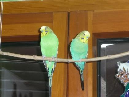 Grüner Wellensittich entflogen