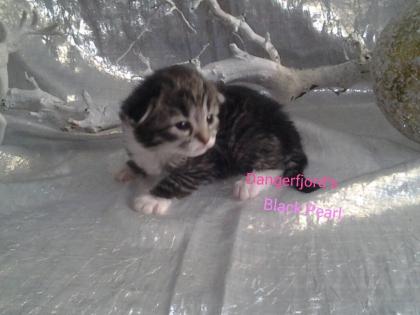 Norwegische Waldkatzen Babys mit viel Fell,Lixpinsel,in tollen Farben !