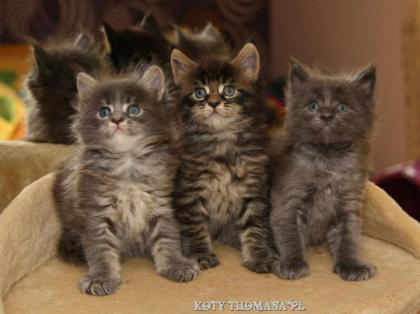 Klassic&Blue Maine Coon Kitten-super