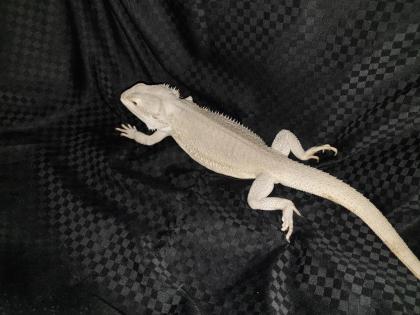 Seltene weiße Zero Hypo Translucent Leatherback Bartagamen Pogona Vitticeps