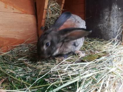 Deutsche Riesen haesin