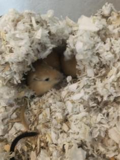 Junge Rennmäuse Gerbil