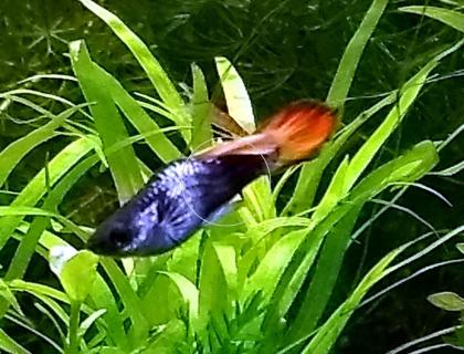 Guppy Mixe, AKTION!, 7, 50€/ 6 Stck., Versand