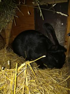 Kaninchen deutsche riesen schecke svhwarz weiss