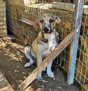 Murphy sucht ein passendes Zuhause