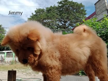 Chow-Chow - Welpen - von der Liebe zur Familie
