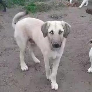 Mario - ein sanfter Schatz