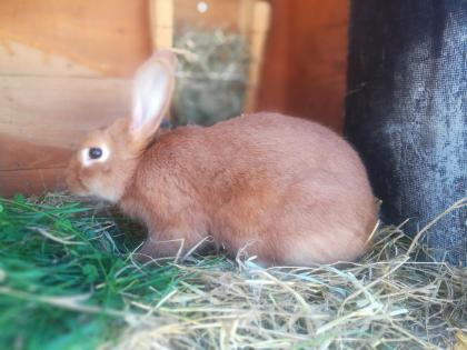 Burgunder rammler zum deckeln frei