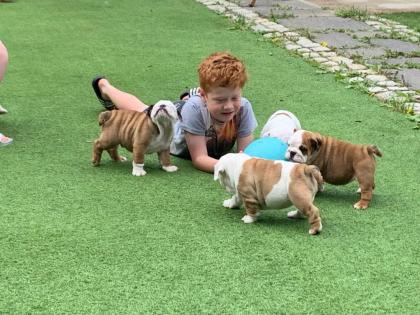 Bildhübsche Englische Bulldoggen Welpen Suchen ein neues zuhause !!