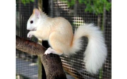 Ich suche 2 Eichhörnchen Weibchen