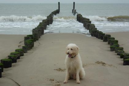 Ferienhaus bei Domburg, Zeeland: Wandern mit Ihre Hund (Dackel) die Strände entl