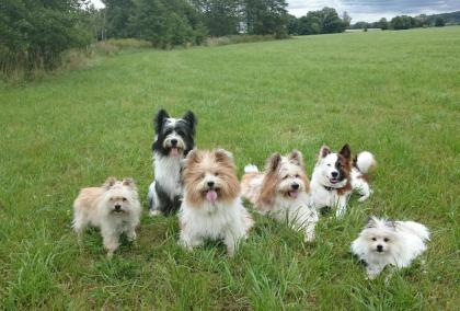 Familienhund Elo® - Welpen von Werths Echte in Franken