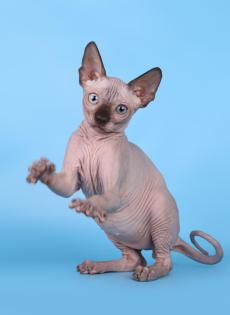 Kanadische Sphynx Kätzchen (mit Stammbaum)