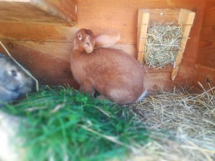 Burgunder rammler zum deckeln frei