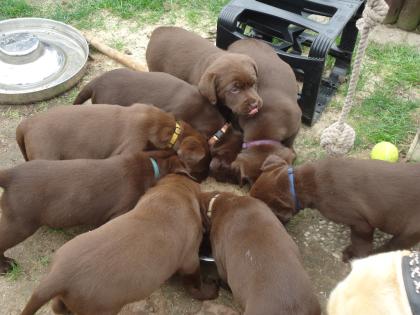 Wurfankündigung Labrador Welpen 15.02.2021