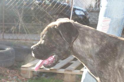 Cane Corso Hundin