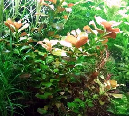 Bunte Ludwigie (Mesakana), Bündel, Wasserpflanzen (Versand/ Abholung)