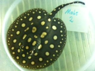 Rochen Potamotrygon Leopoldi Black Diamond